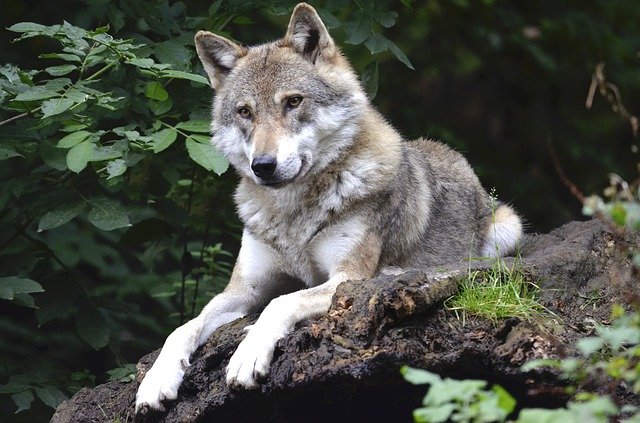 wolf g8dd178451 640